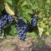 Weinaroma