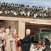 Die Vögel von Alfred Hitchcock