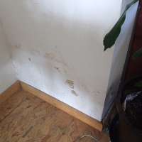Bei Schimmel in Wohnung und Haus sollte man reagieren
