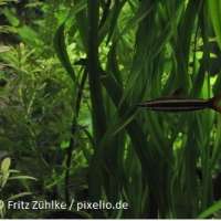 Aquariumpflanzen - das sollte man wissen
