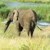 Safari Urlaub in Kenia