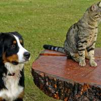 Barfen bei Hunden