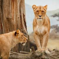 Kenia – eine Reise in eine Welt der Abenteuer
