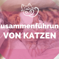 Zusammenführung von Kater und Kitten