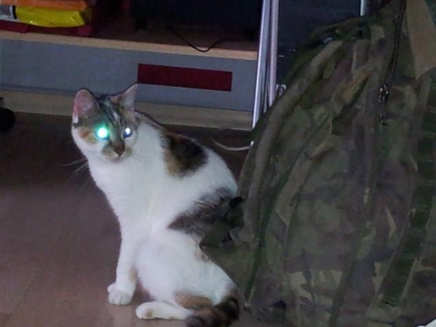 Meine Katze ist ein Alien!!!