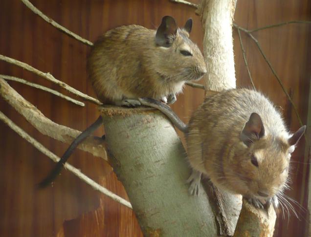 Ratten - Was man über diese putzigen Freunde wissen sollte