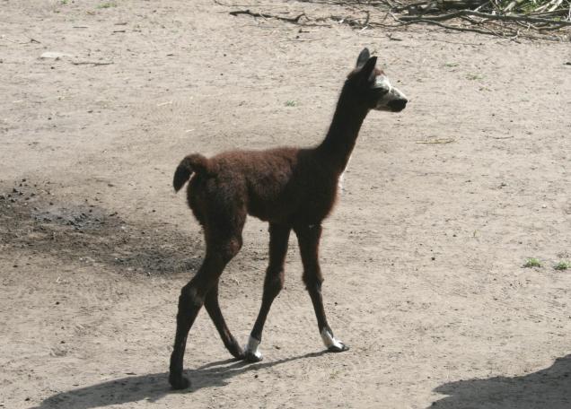 geschulte Führungen durch den Tierpark Berlin