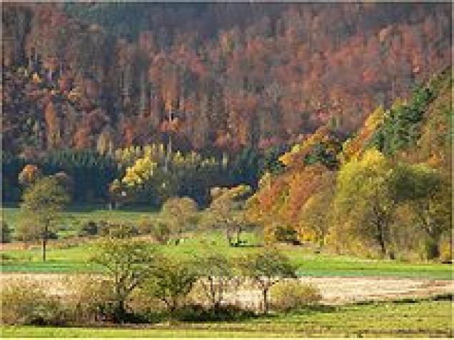 Nehmen Sie den Wald unter die Lupe