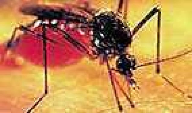 Schutz vor Mücken und sonstigen Quälgeistern