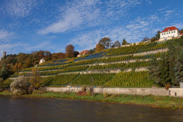 Sachsen - ein (noch) heimliches Kleinod unter den deutschen Weinbaugebieten