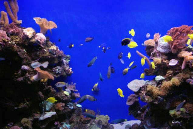 Süßwasseraquarium vs Meerwasseraquarium