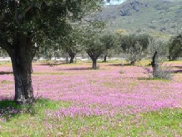 Frühling buchen