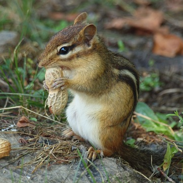 Streifenhörnchen als Haustiere