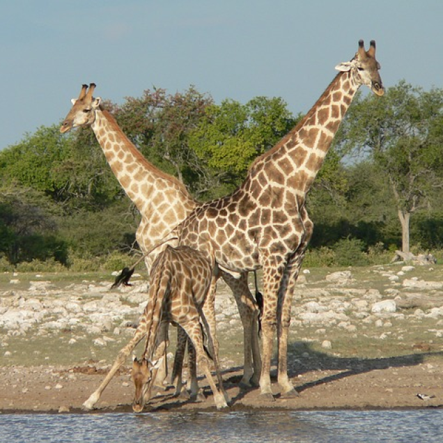 Giraffen - Langhälse Afrikas