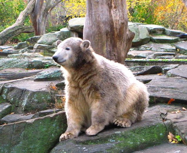 Knut - jung stirbt, wen die Götter lieben!