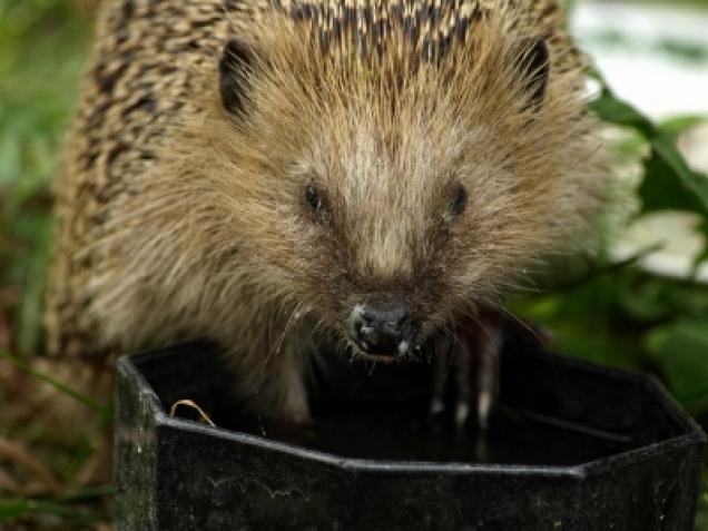 Wie bringt man einen Igel durch den Winter?