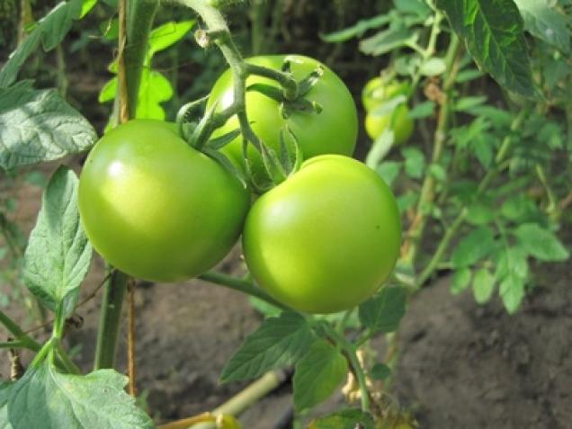 Tomaten düngen