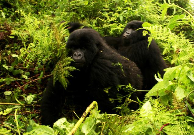 Gorilla Trekking in Uganda