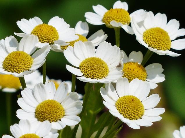 Natürliche Hilfe gegen Pickel: Hausmittel aus der Natur