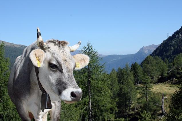 Wellnessurlaub in Südtirol mit traditionellen Anwendungen aus der Region
