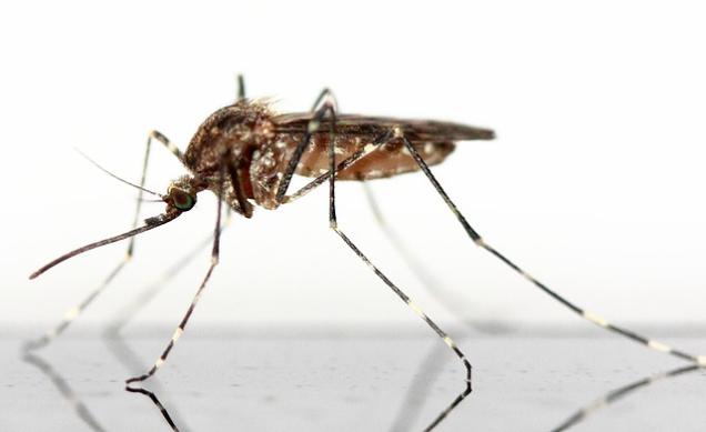 Natürliche Anti-Mücken-Mittel: diese Hausmittel helfen
