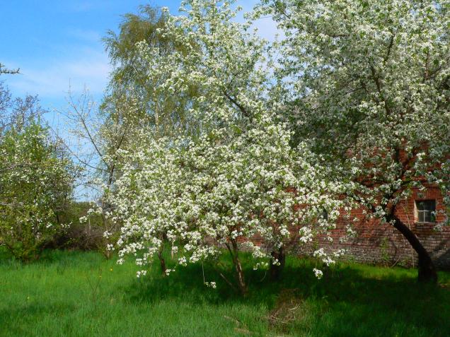 Darauf müssen Sie bei der Gartenplanung und Gestaltung achten