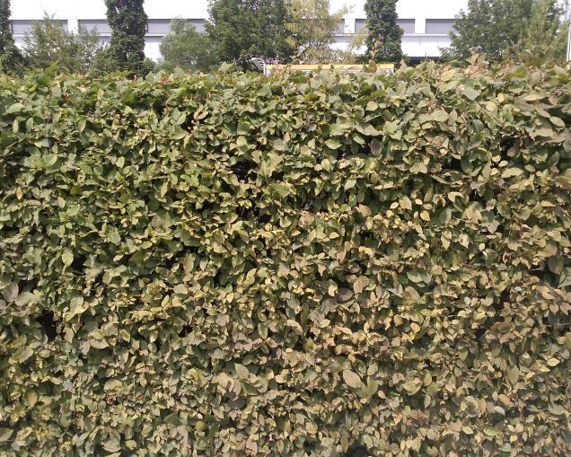 Eine Hecke pflanzen – so geht’s