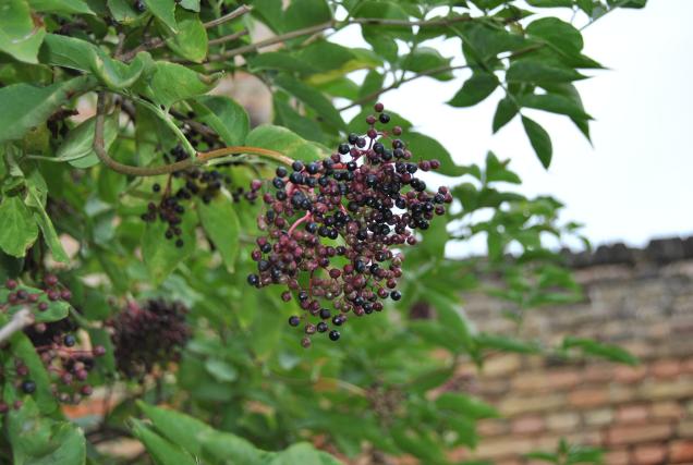 Der Garten im September – es gibt einiges zu erledigen