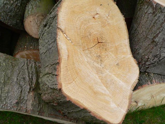 Holzverarbeitung – achten Sie auf die Eigenschaften des Holzes