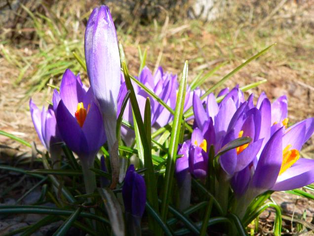 Gartengestaltung – so bringen Sie Farbe in Ihrem Garten