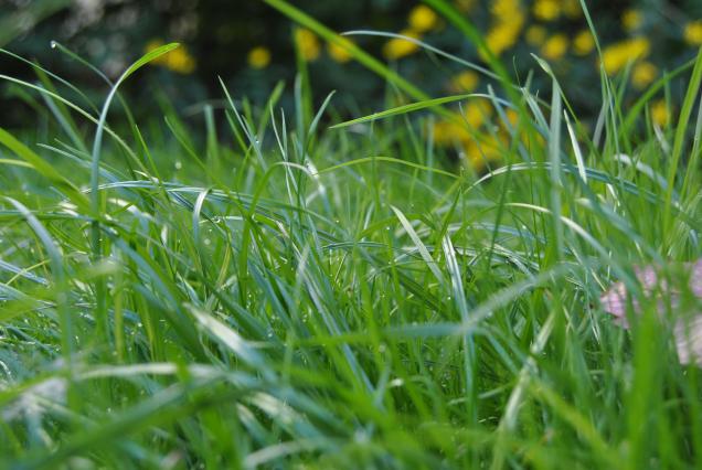 Gartenpflege: So pflegen Sie Ihren Rasen im Herbst richtig