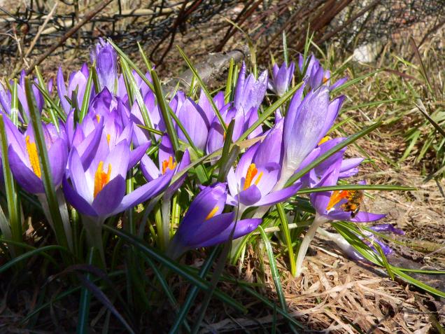 Gartengestaltung – der farbenfrohe Garten im Winter