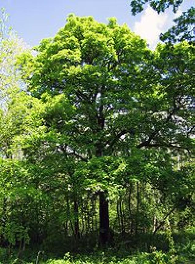 Um den Wald der Zukunft