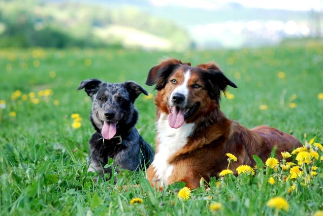 Artgerechte Ernährung für Hunde