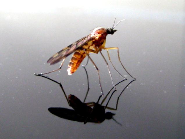 Mücken und Insektenplage