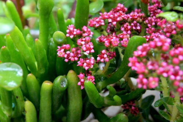 Ich und mein Garten, mein Garten und ich