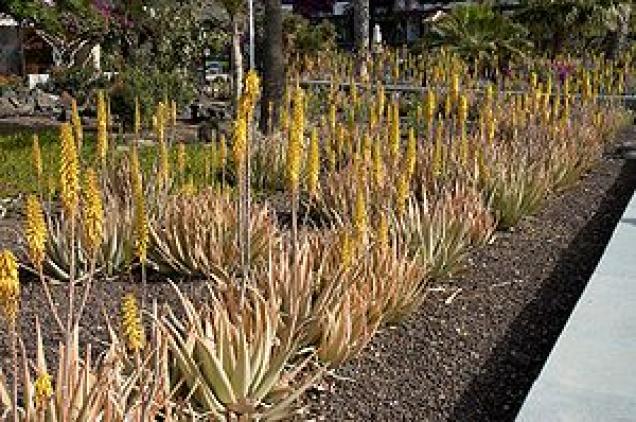 Die beeindruckende Vielfalt von Aloe Vera