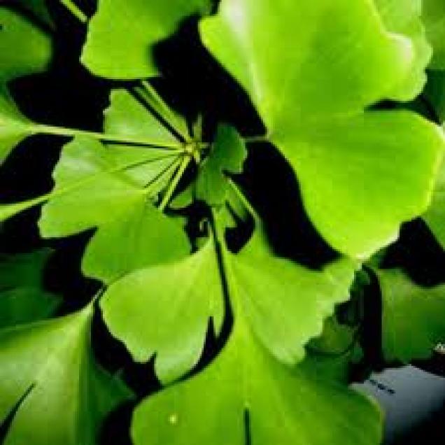 Ginkgo biloba -Blätter meistern Gedächtnisprobleme