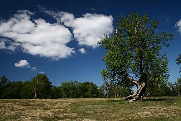 Wohlfühlen im Bayrischen Wald