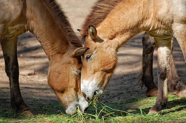 Tiermedikamente - Surftipps und Ratgeber