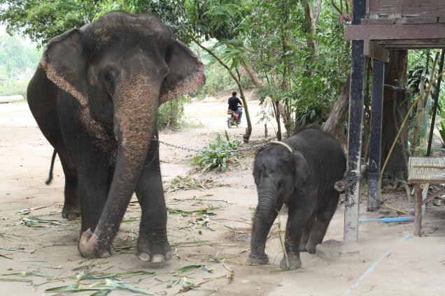 thailand- das land des lächelns