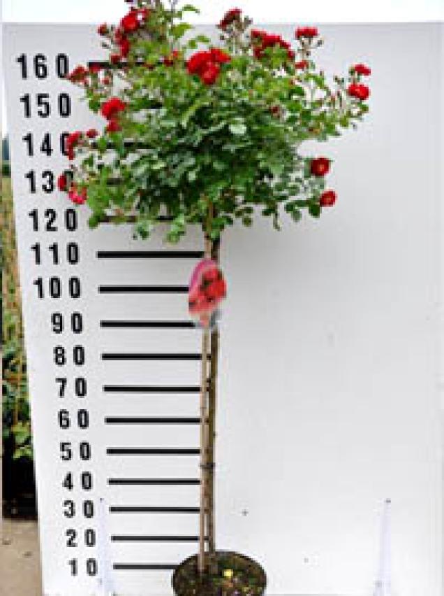 Stämmchen-Rosen - diese Mischung zwischen Ziergehölz und Gartenrose ist ideal für den Garten oder den Pflanzkübel