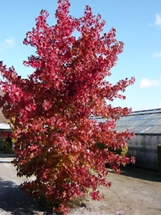 Indian Summer  für deutsche Gärten - Laubbäume mit toller Verfärbung im Herbst