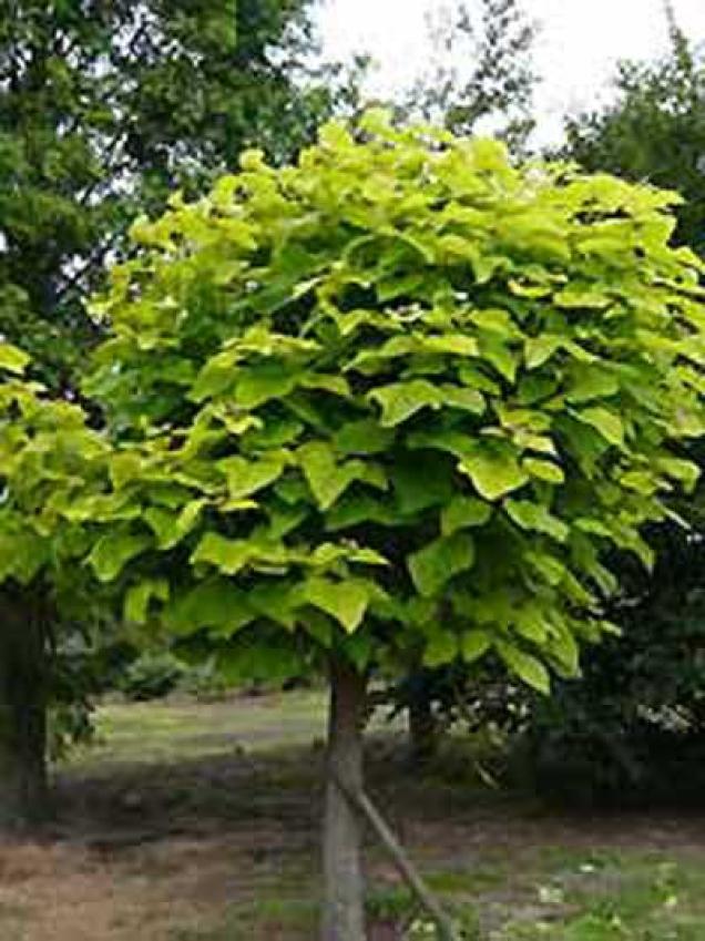 Natürlicher Sonnenschutz im Garten - die besten Solitär-Laubgehölze mit einer dichten Blätterkrone