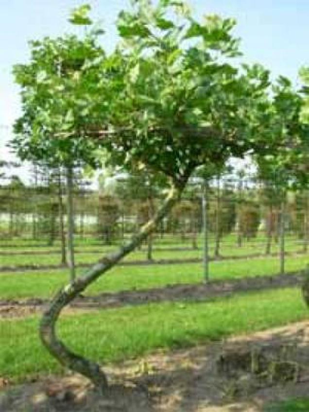 Außergewöhnliche Heckenpflanzen und Gehölze für einmalige Atmosphäre im Garten