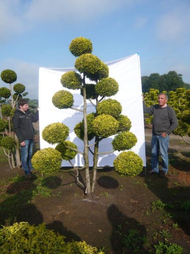 Neue Pflanzen für den Garten für einen Japan-Garten - Outdoor-Bonsai , Japan-Schlitzahorn, Garten-Bambus