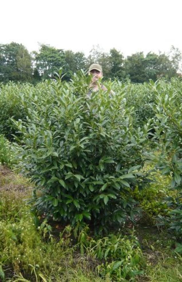 Herbstzeit ist Pflanzzeit - Ein Überblick über den besten Pflanzzeitraum bei Heckenpflanzen