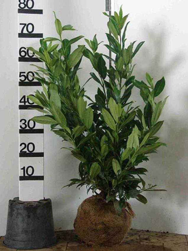 Neue Hecken-Pflanzen in 2015 - Kirschlorbeer Genolia und Ilex Dark Green