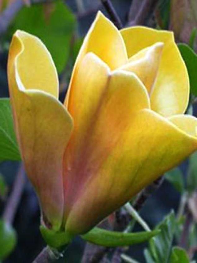 Neue Magnolien-Sorten für den Garten - tolle Ziergehölze mit außergewöhnlicher Blütenpracht
