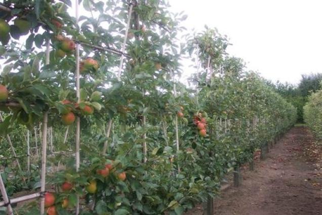 Mitte bis Ende Oktober - perfekte Pflanzzeit für Laubgehölze und Obst-Gehölze